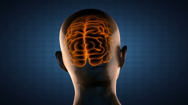 loop human brain radiography scan