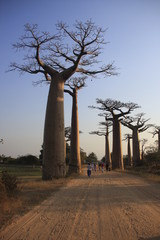 Fototapeta na wymiar Allee baobabów