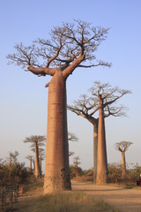 Fototapeta na wymiar baobaby
