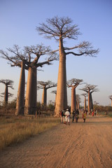 l'allée des baobabs