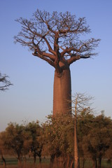 Fototapeta na wymiar Gros baobabu