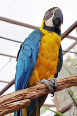 Blue parrot