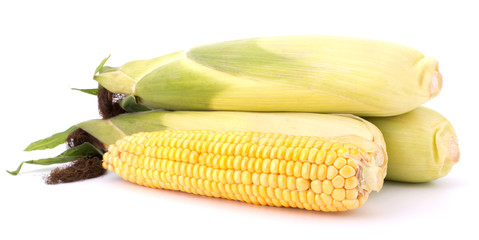 Fresh raw corn cobs isolated on the white background © EM Art