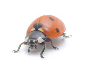 Ladybug