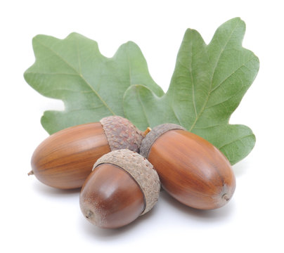 Acorns