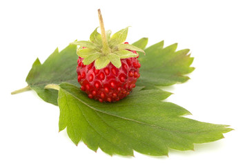 Wild strawberry isolated on white background