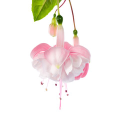 the gentle pink fuchsia is isolated on a white background, Marga