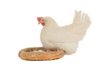 hen