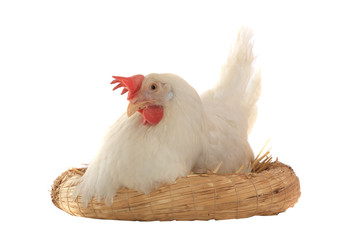 hen
