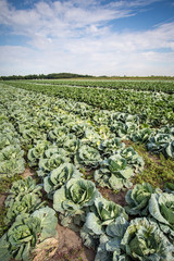 Fototapeta premium Cabbage field