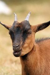 brown goat chewing
