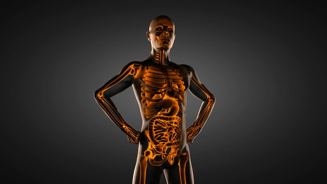 human entrails radiography scan