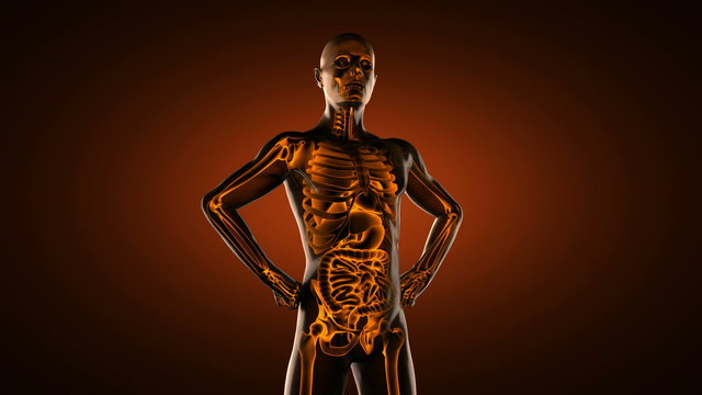 human entrails radiography scan