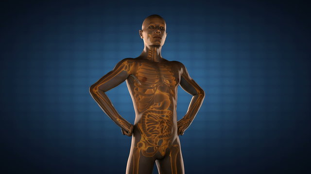 human entrails radiography scan