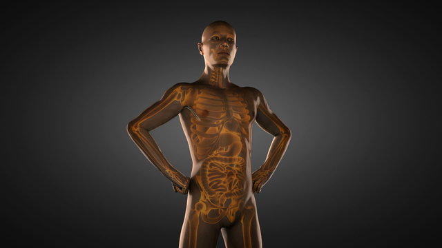 human entrails radiography scan