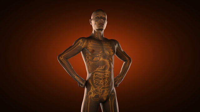 human entrails radiography scan