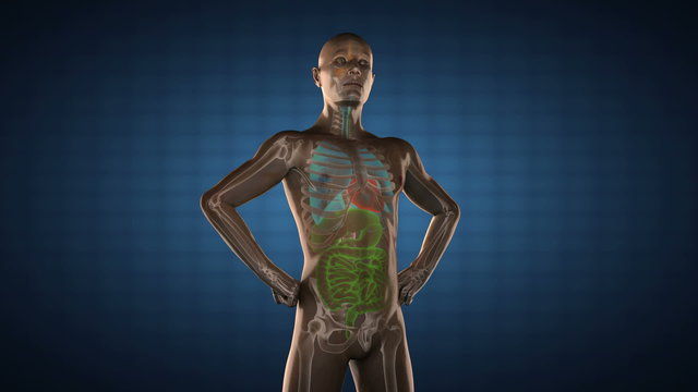 human entrails radiography scan