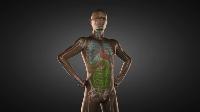 human entrails radiography scan