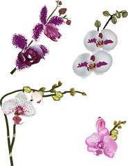 four orchid floral branches pink color