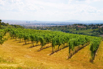 Fototapeta na wymiar vineyards in the Vienna Woods