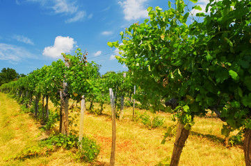vineyards in Vienna Woods