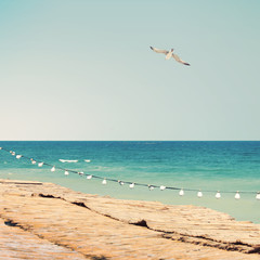 Summer sea sight with seagull