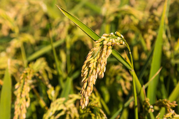 Rice crop