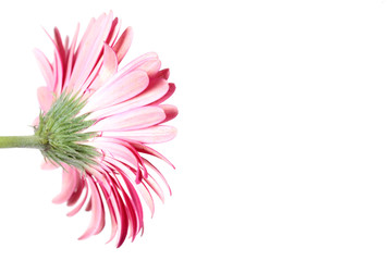 Pink Gerbera Flower from the Back