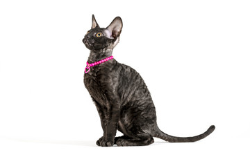 Side view of black, 2 months old Cornish Rex kitten