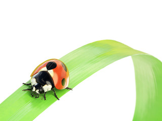 Ladybug on a leaf