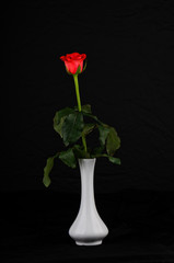 Live rose on a black background in a white vase