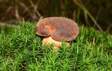 Mushroom on the moss
