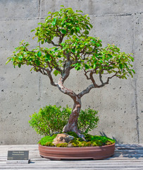 A bonsai miniature of a Chinese Quince  tree on display