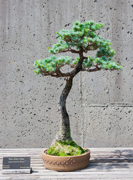 A bonsai miniature of a Blue Atlas Cedar   tree on display