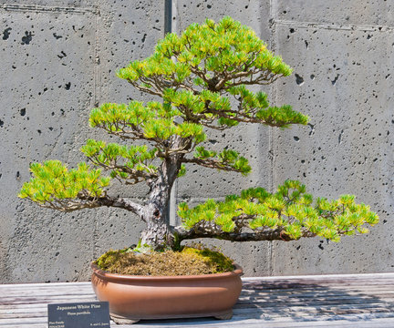 A bonsai miniature of a Japanese White Pine tree on display