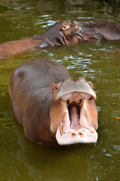 Hippo Hippopotamus