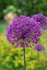 fleur d'allium ail bleu