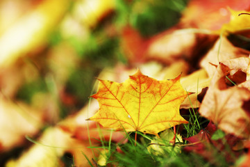 autumn leaves close up