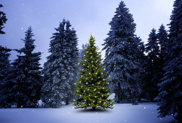 Weihnachtsbaum im Wald