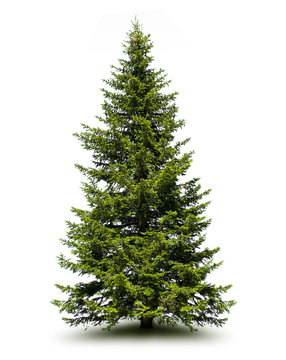 Tannenbaum