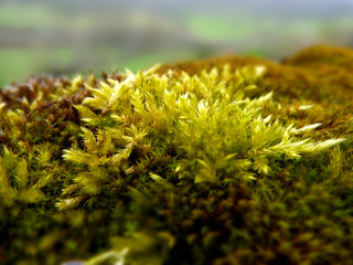 MACRO