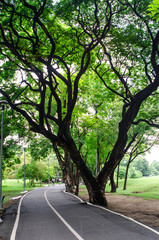 Fototapeta premium Bicycles in the park