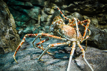 Japanese spider crab - (Macrocheira kaempferi)
