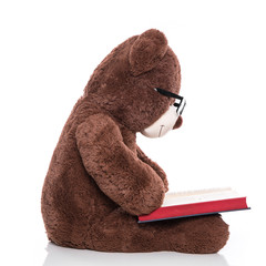 Lesender Teddybär isoliert - Teddy liest ein Buch