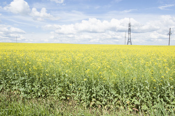 Flowering rapeseed field and power line