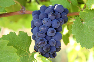 grapes closeup