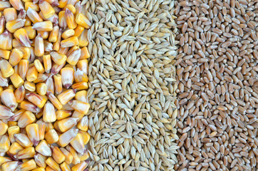 colorful cereal seeds as background