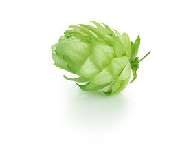 hop plant with clipping path