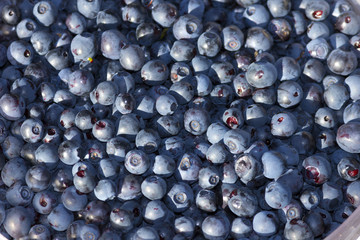 blueberries