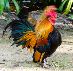 Bantam